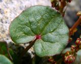 Oxyria digyna