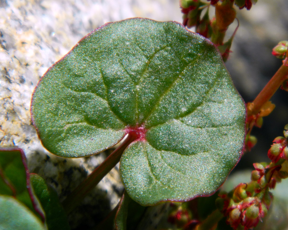 Image of Oxyria digyna specimen.