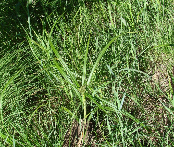 Image of genus Scirpus specimen.