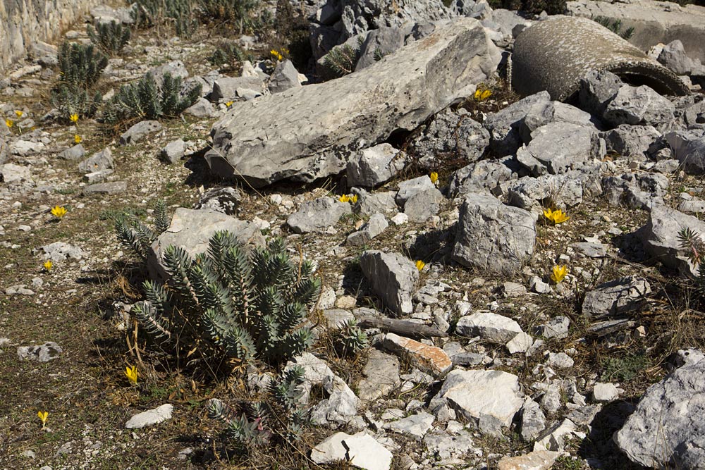 Image of Euphorbia rigida specimen.