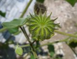 Abutilon theophrasti