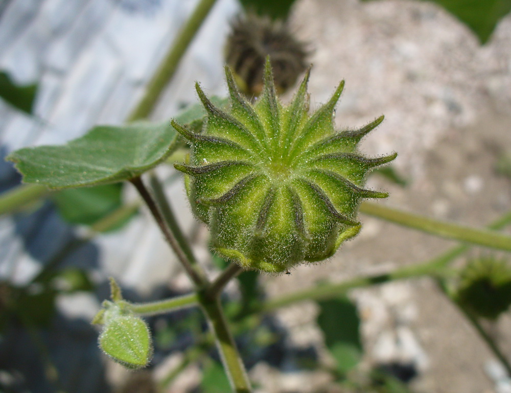 Image of Abutilon theophrasti specimen.