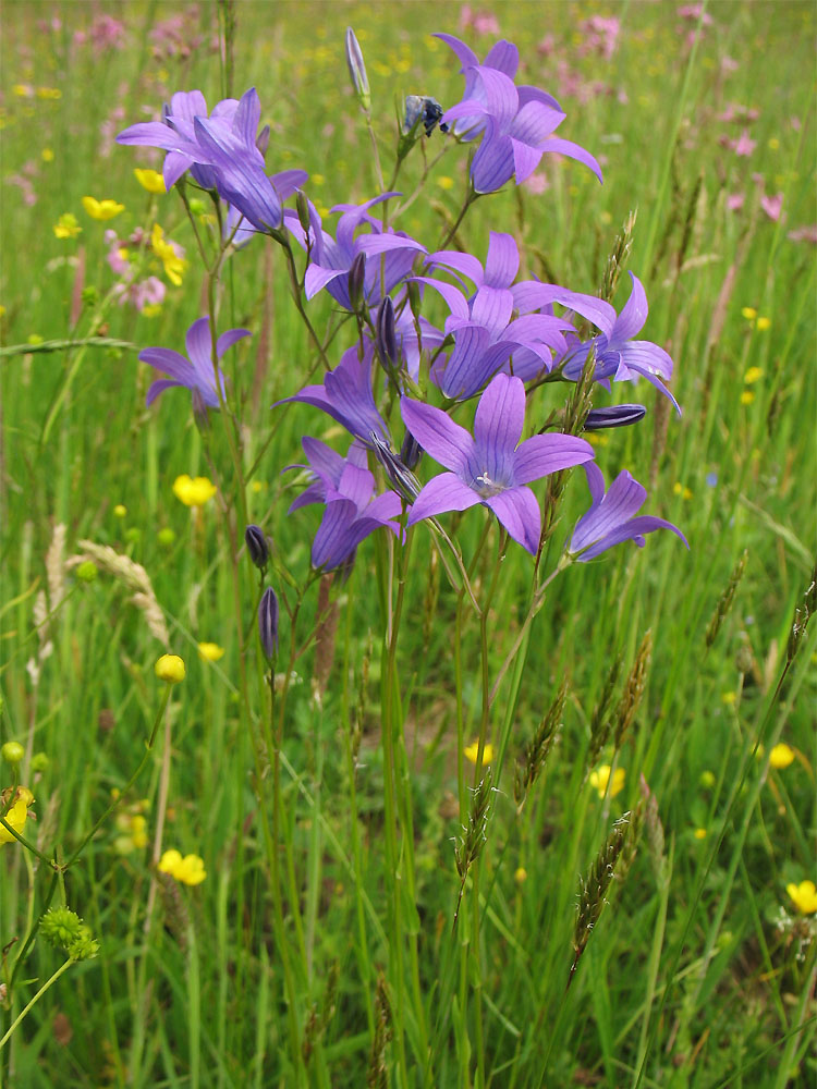 Изображение особи Campanula patula.