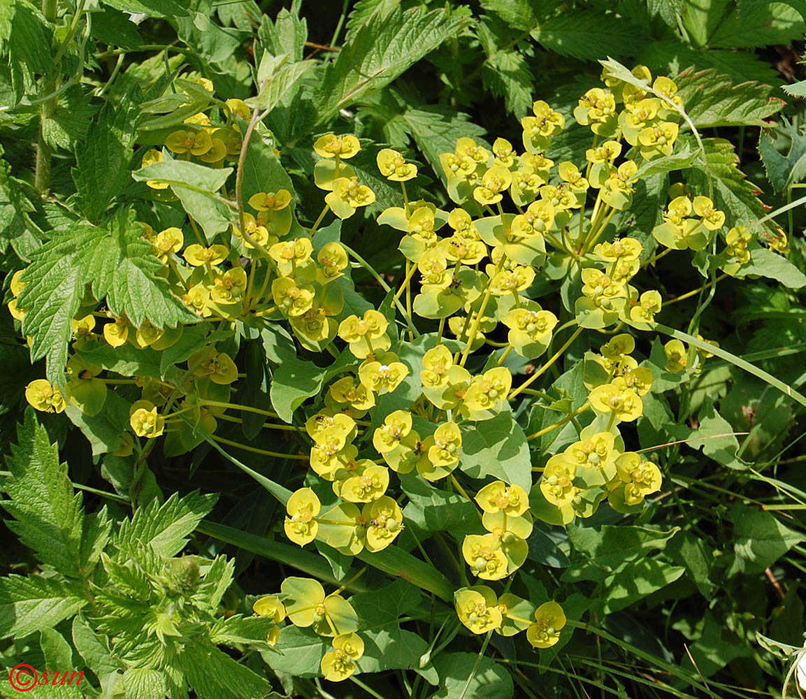 Изображение особи Euphorbia virgata.