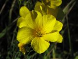 Linum flavum