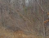 Salix siuzewii. Расцветающее растение. Владивосток, Ботанический сад-институт ДВО РАН. 22 марта 2014 г.