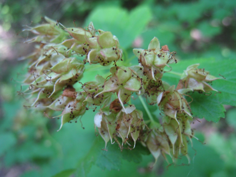 Изображение особи Physocarpus opulifolius.