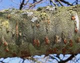 Prunus serrulata. Средняя часть скелетной ветви ('Shirotae') с эпифитными лишайниками и мхами. Германия, г. Дюссельдорф, Ботанический сад университета. 10.03.2014.
