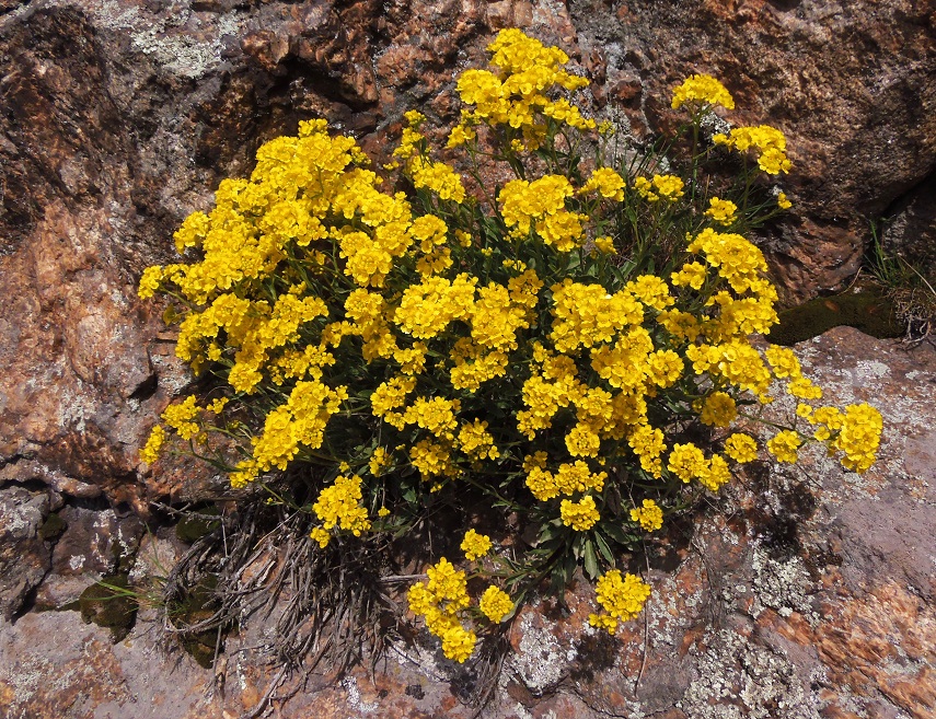 Изображение особи Aurinia saxatilis.