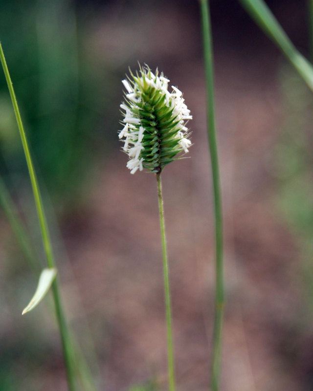 Image of Agropyron cristatum specimen.