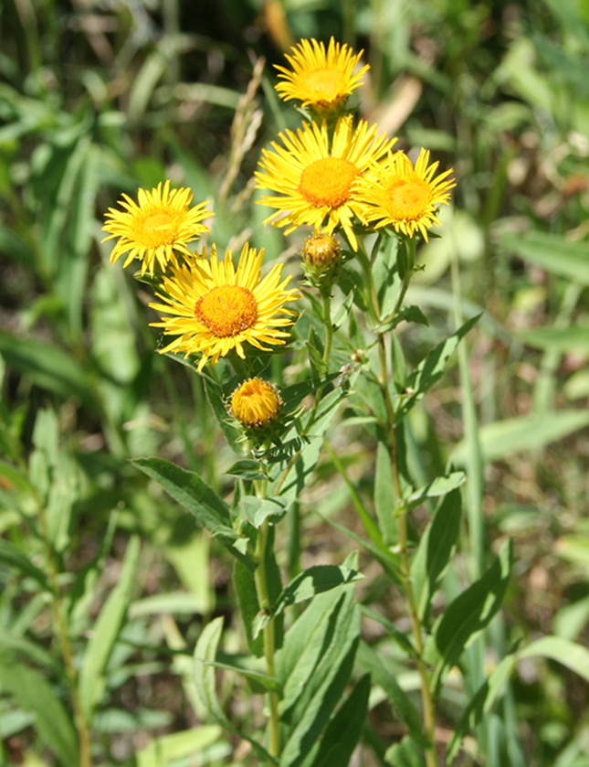 Image of Inula salicina specimen.