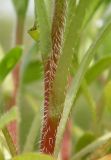 Image of taxon representative. Author is Евгений Пахомов
