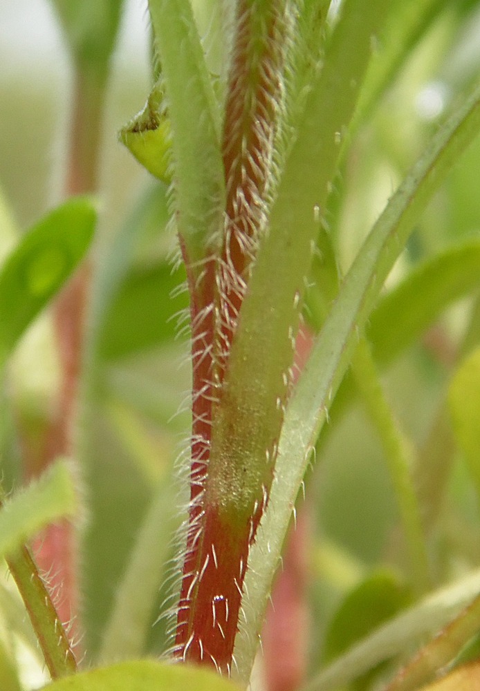 Изображение особи Myosotis sparsiflora.