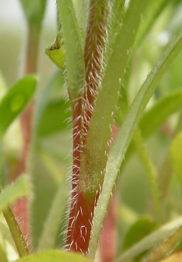 Image of Myosotis sparsiflora specimen.