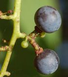 Vitis amurensis