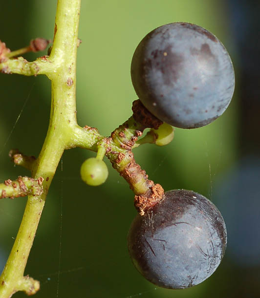 Изображение особи Vitis amurensis.