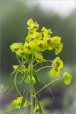Euphorbia virgata. Соцветие. Ленинградская обл., Ломоносовский р-н, окр. дер. Низино, обочина грунтовой дороги. 25.05.2014.