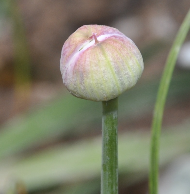 Image of Allium amplectens specimen.