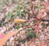 Rhododendron luteum. Раскрывающаяся коробочка. Краснодарский край, окр. Горячего ключа, хребет Котх. 19.11.2010.