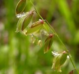 Melica nutans. Часть соцветия. Хабаровский край, Ванинский р-н, окр. пос. Высокогорный. 05.06.2014.