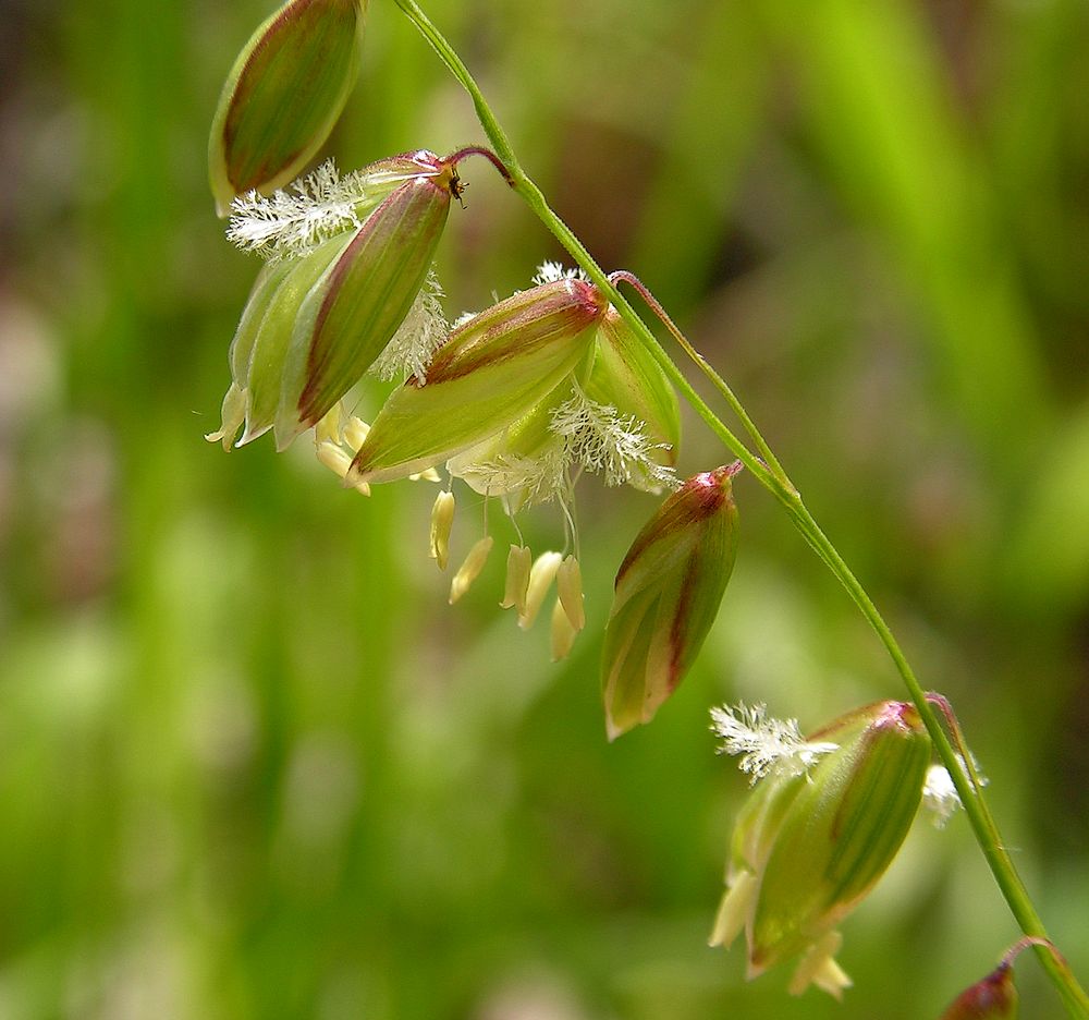 Image of Melica nutans specimen.