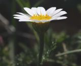 Anthemis palaestina. Элементарное соцветие-корзинка. Израиль, гора Гильбоа, гарига. 22.03.2014.