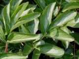 Paeonia lactiflora. Листья. Германия, г. Дюссельдорф, Ботанический сад университета. 02.06.2014.