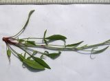 Rumex acetosella