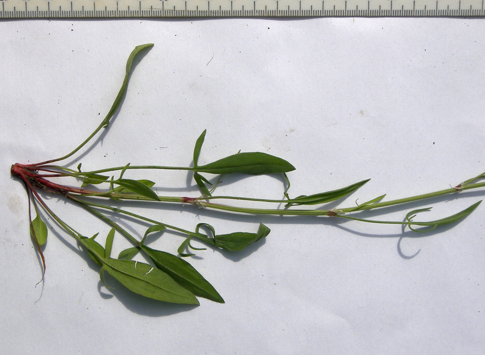 Image of Rumex acetosella specimen.