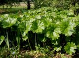 Darmera peltata