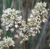 Silene densiflora