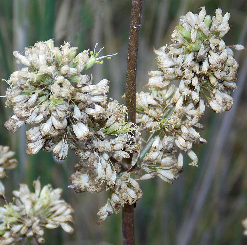 Изображение особи Silene densiflora.