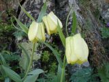 Fritillaria pallidiflora