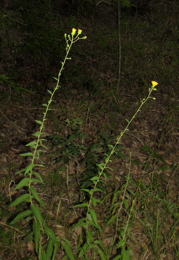 Изображение особи род Hieracium.