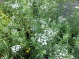 Achillea cartilaginea