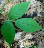 Rubus caucasicus