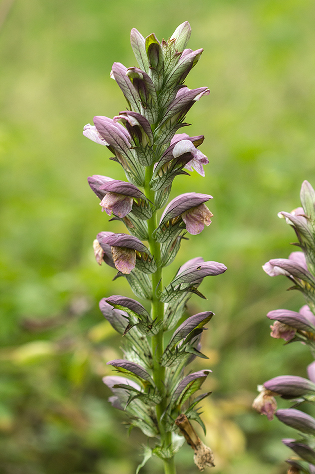 Изображение особи род Acanthus.