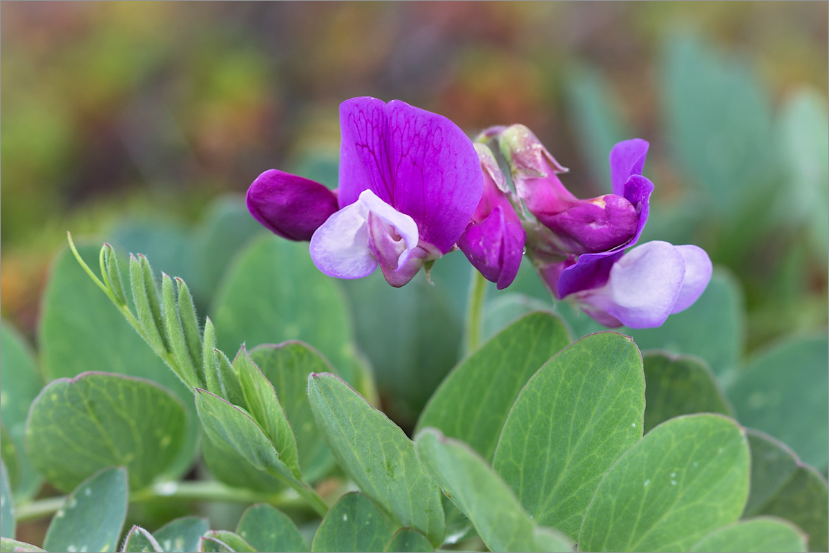 Изображение особи Lathyrus japonicus ssp. pubescens.