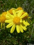 Senecio tauricus. Соцветие. Крымский природный заповедник, Бабуган-Яйла. 19.07.2009.