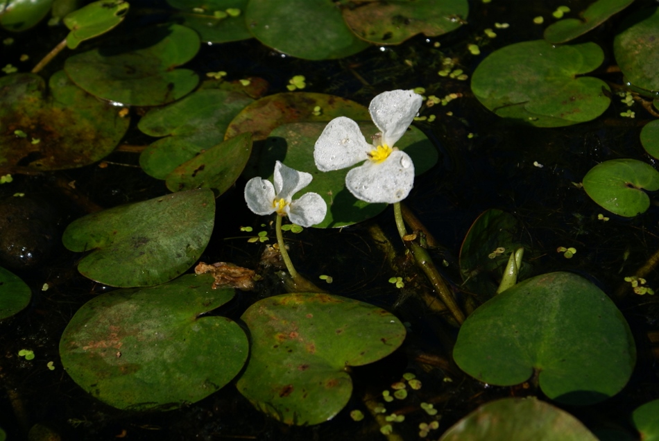Image of Hydrocharis dubia specimen.