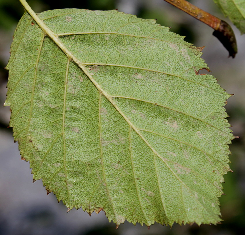 Изображение особи Duschekia alnobetula.