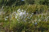 Campanula rotundifolia