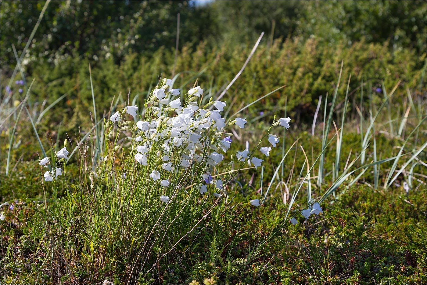 Image of Campanula rotundifolia specimen.