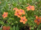 Anagallis arvensis
