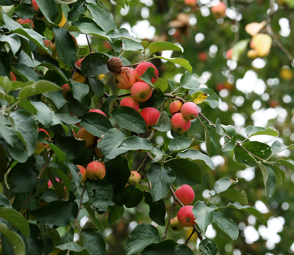 Изображение особи Malus domestica.