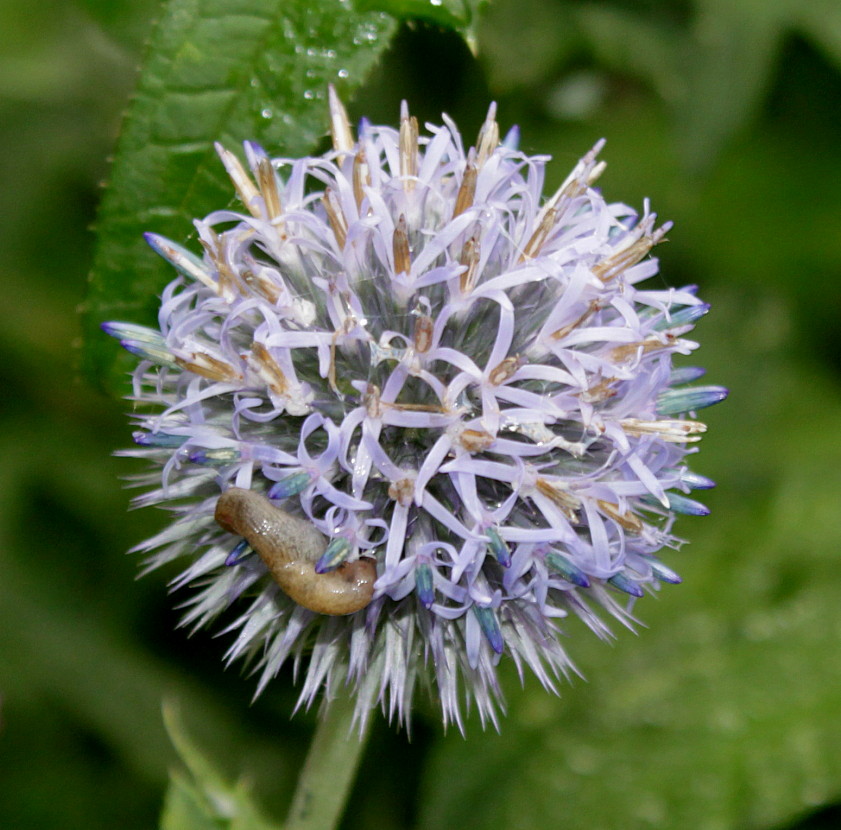 Image of Echinops exaltatus specimen.