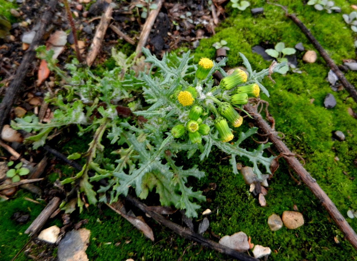 Изображение особи Senecio vulgaris.