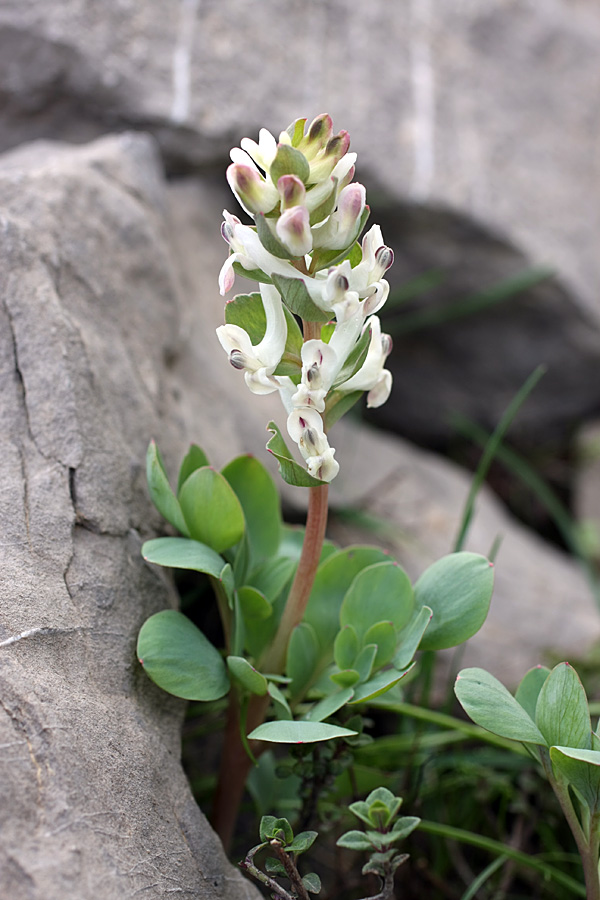 Изображение особи Corydalis ledebouriana.
