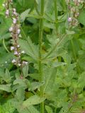 Nepeta nuda