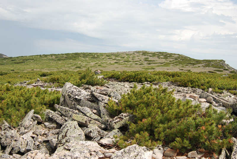 Image of Pinus pumila specimen.